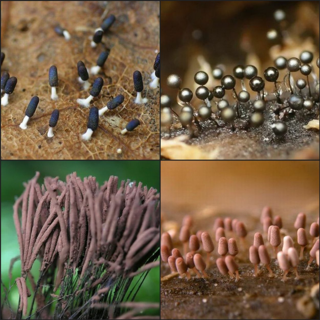 Плесневые грибы