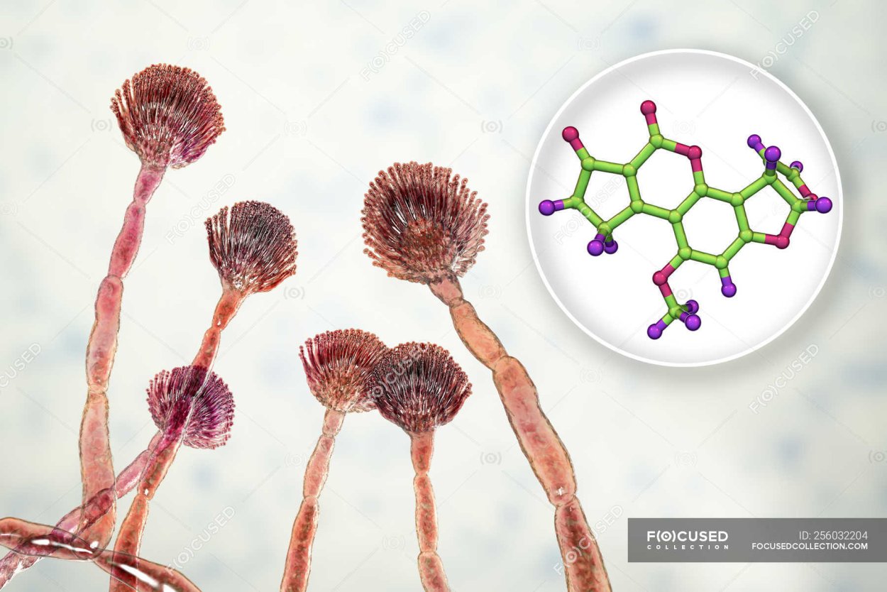 Aspergillus flavus Toxins