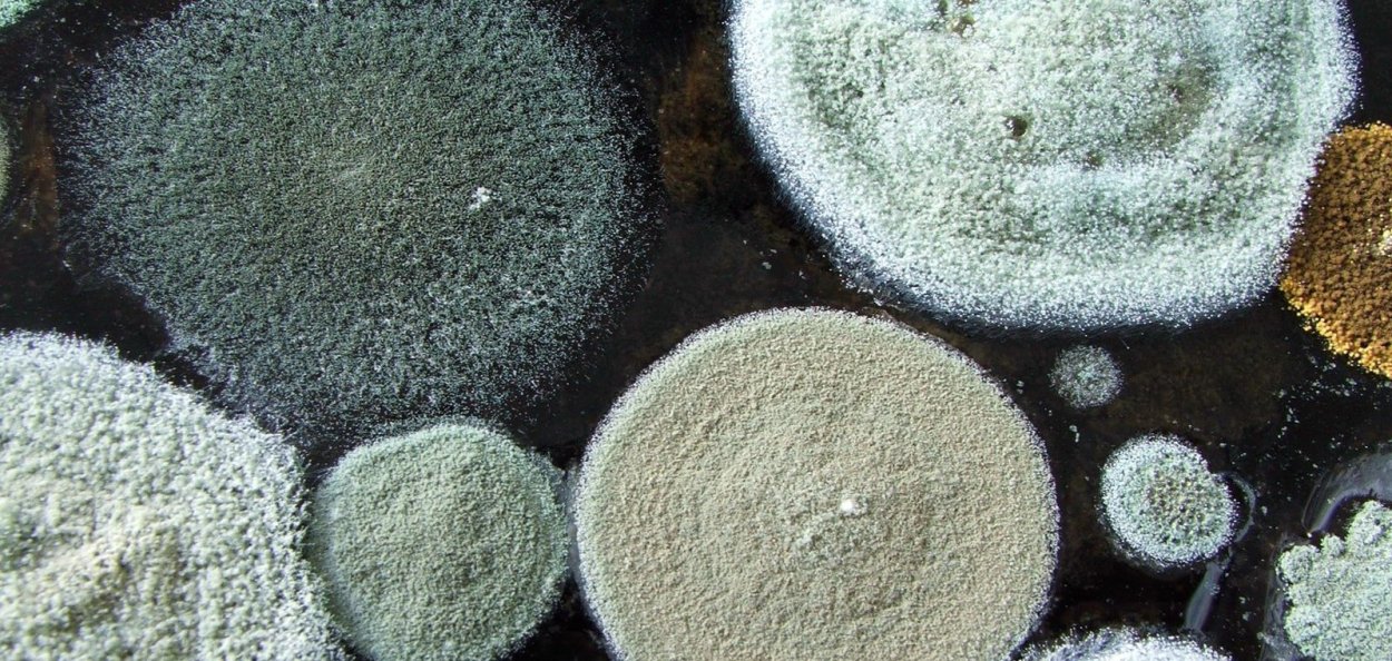 Плесневелые грибки