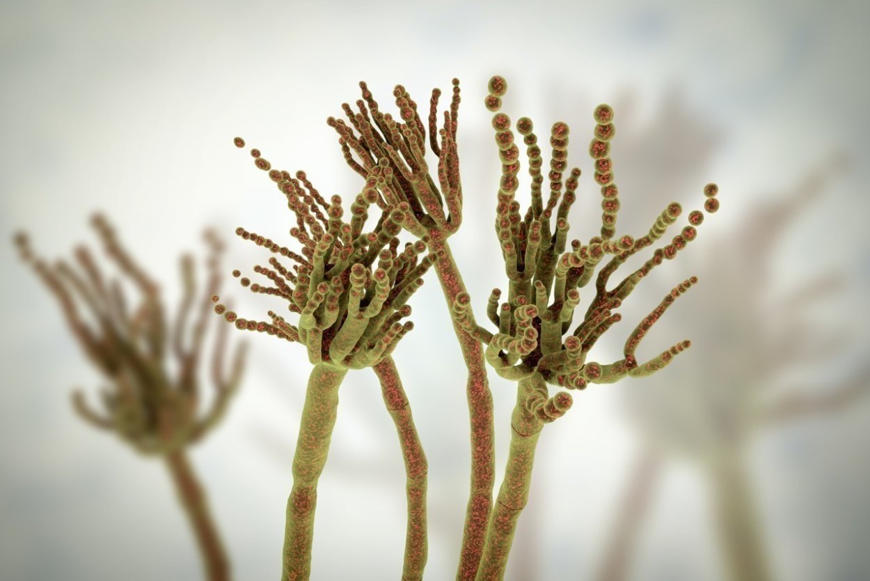 Гриб пеницилл