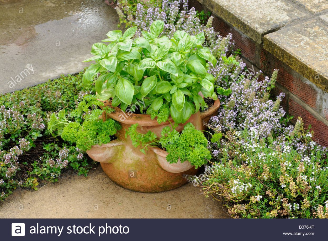 Грядки чабрец Мелисса