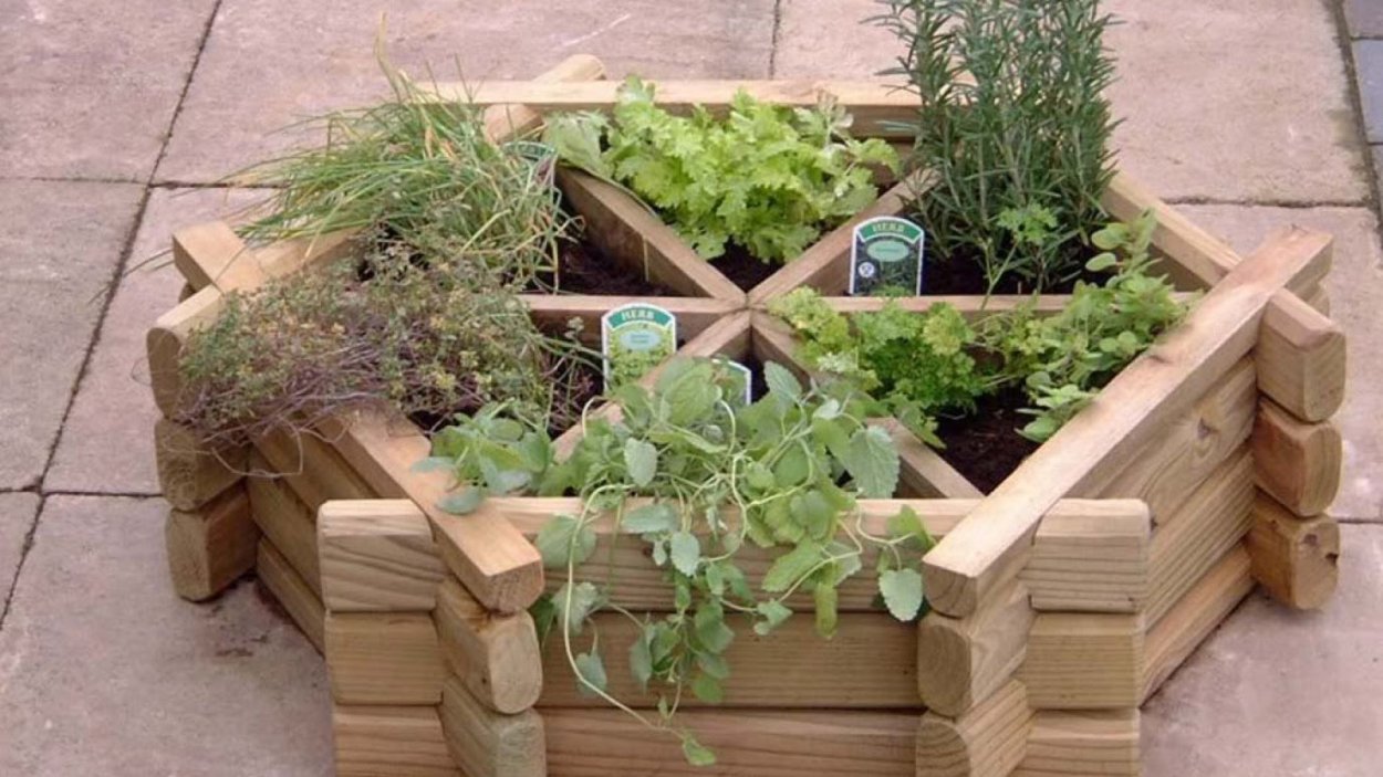 Перовския ковыль Вербена