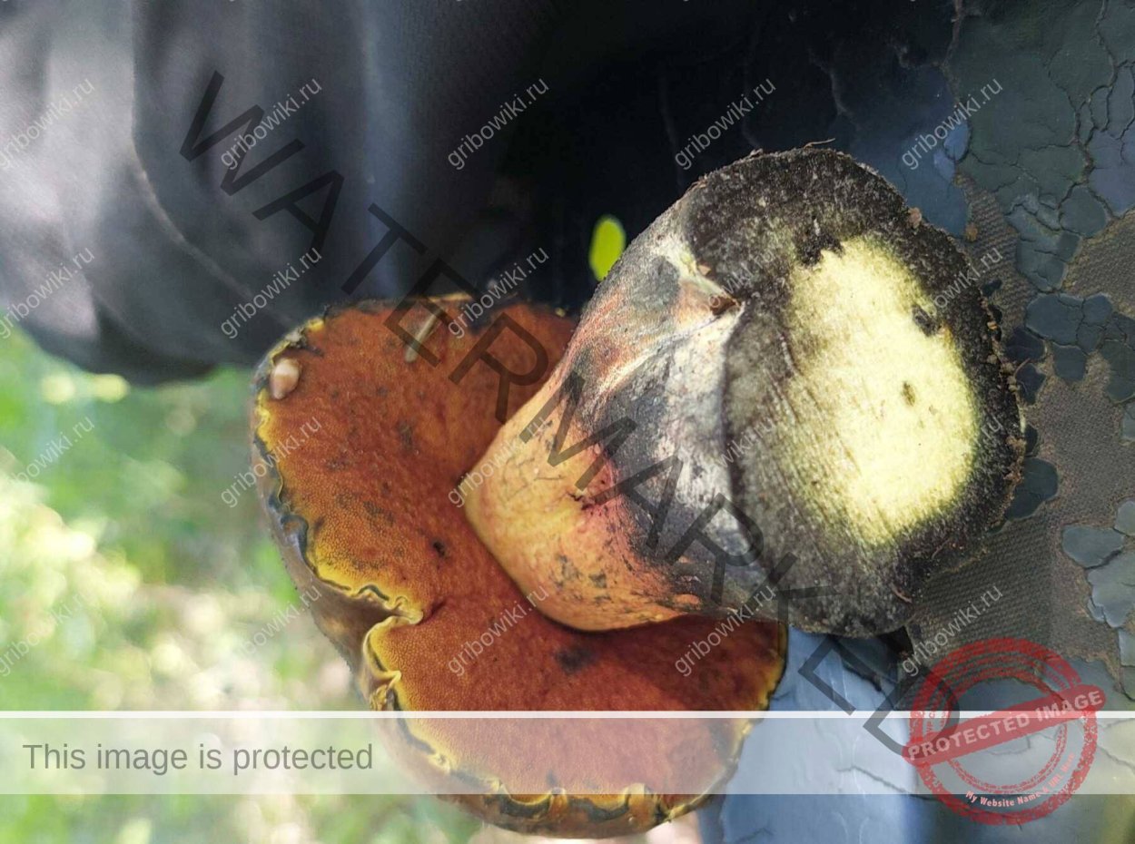 Гиропор синеющий синяк