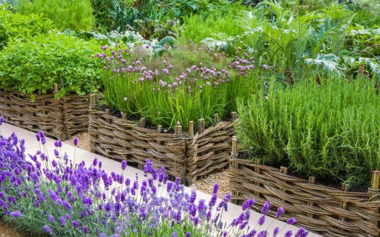 Цветник розмарин,Лаванда