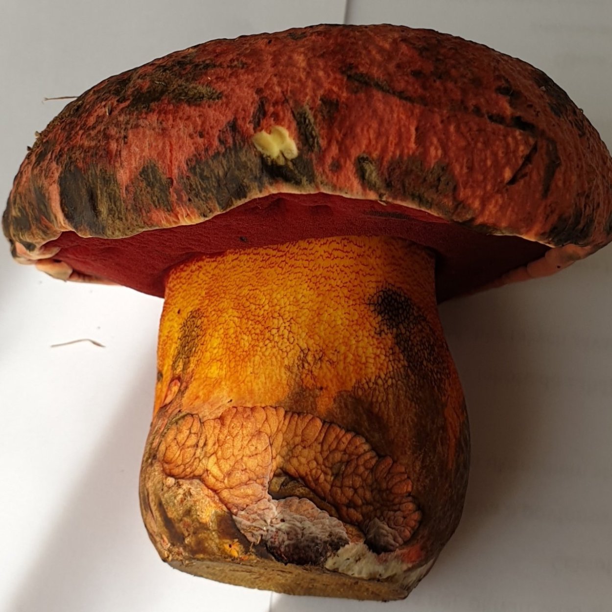 Гриб Рыжик на срезе