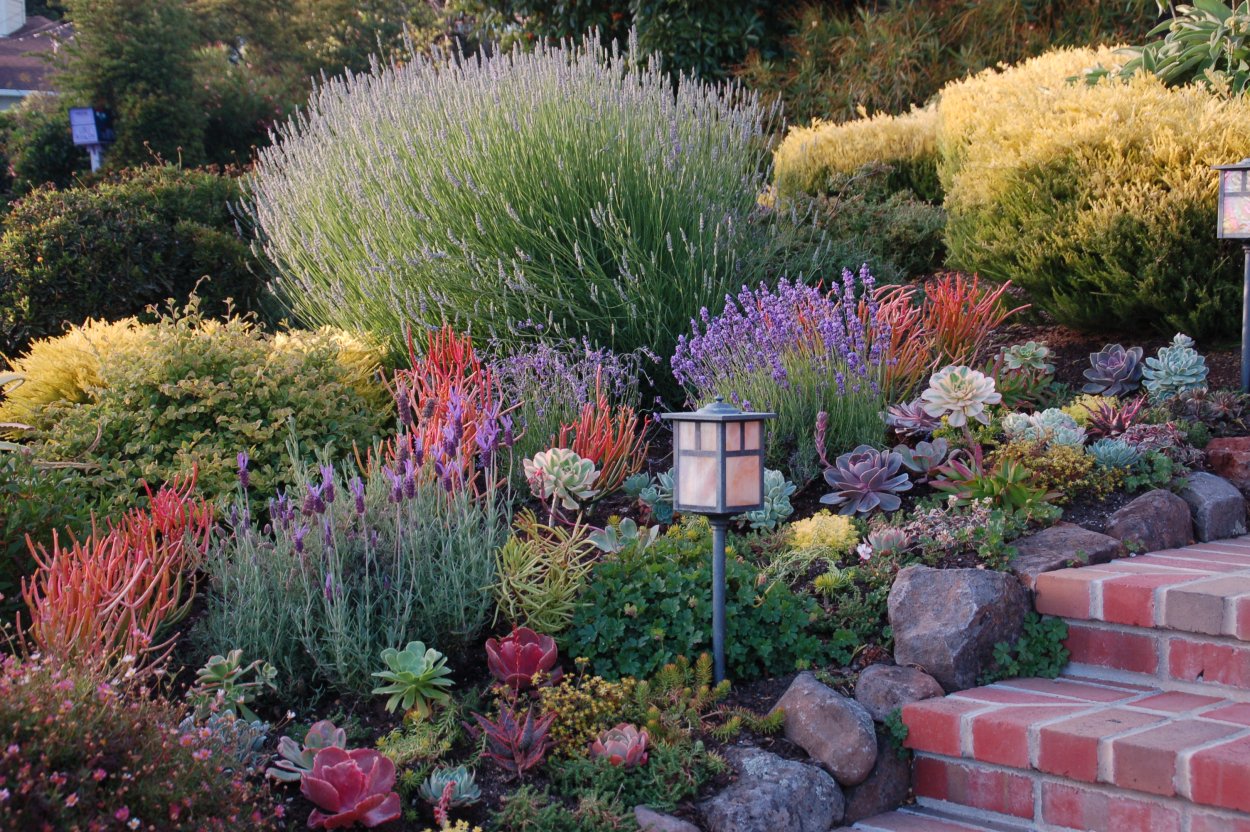 Грядка Хольцера пряная