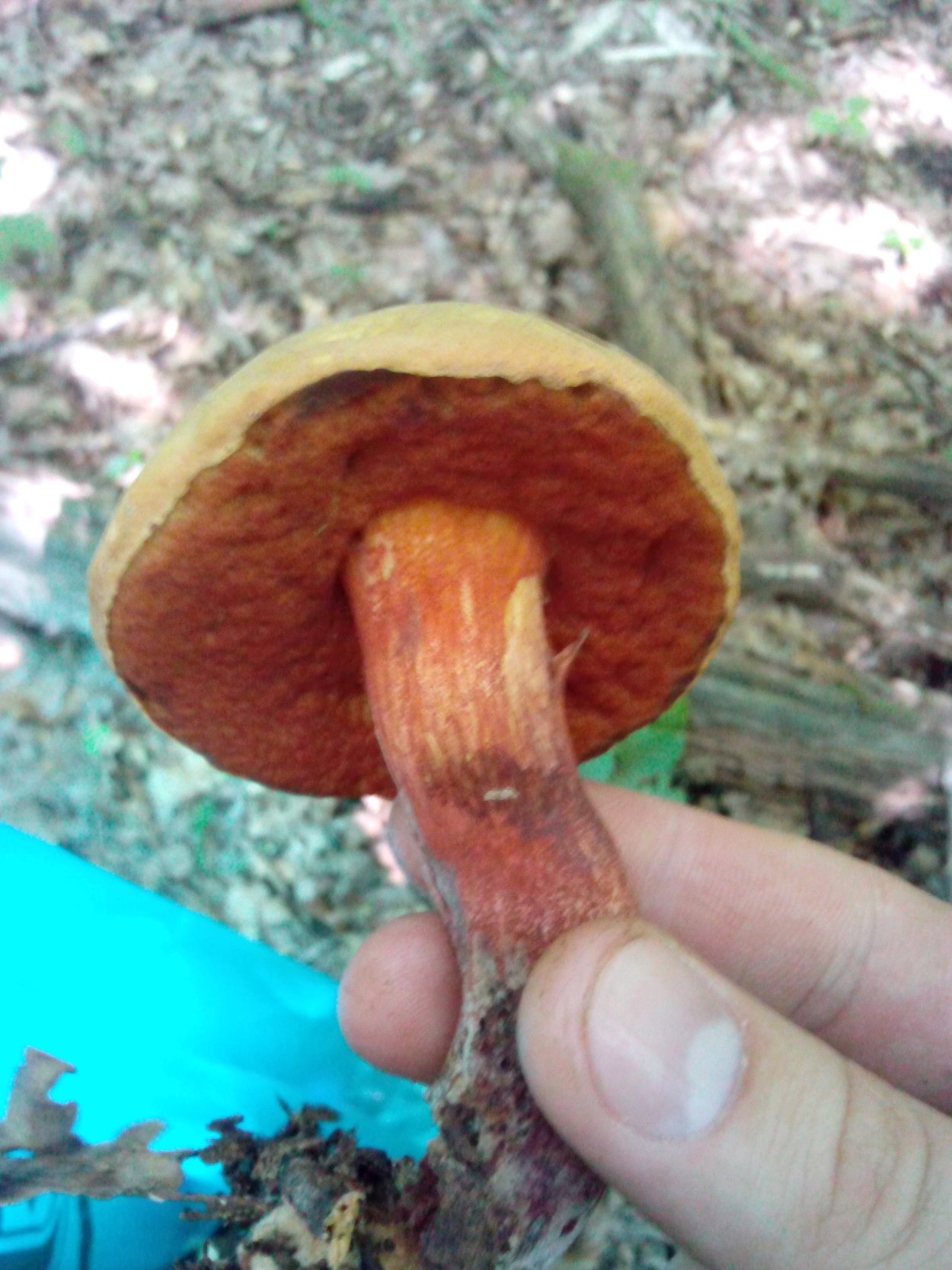 Suillus grevillei