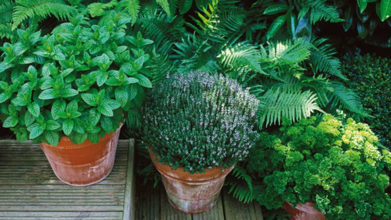 Сад пряных трав схема посадки