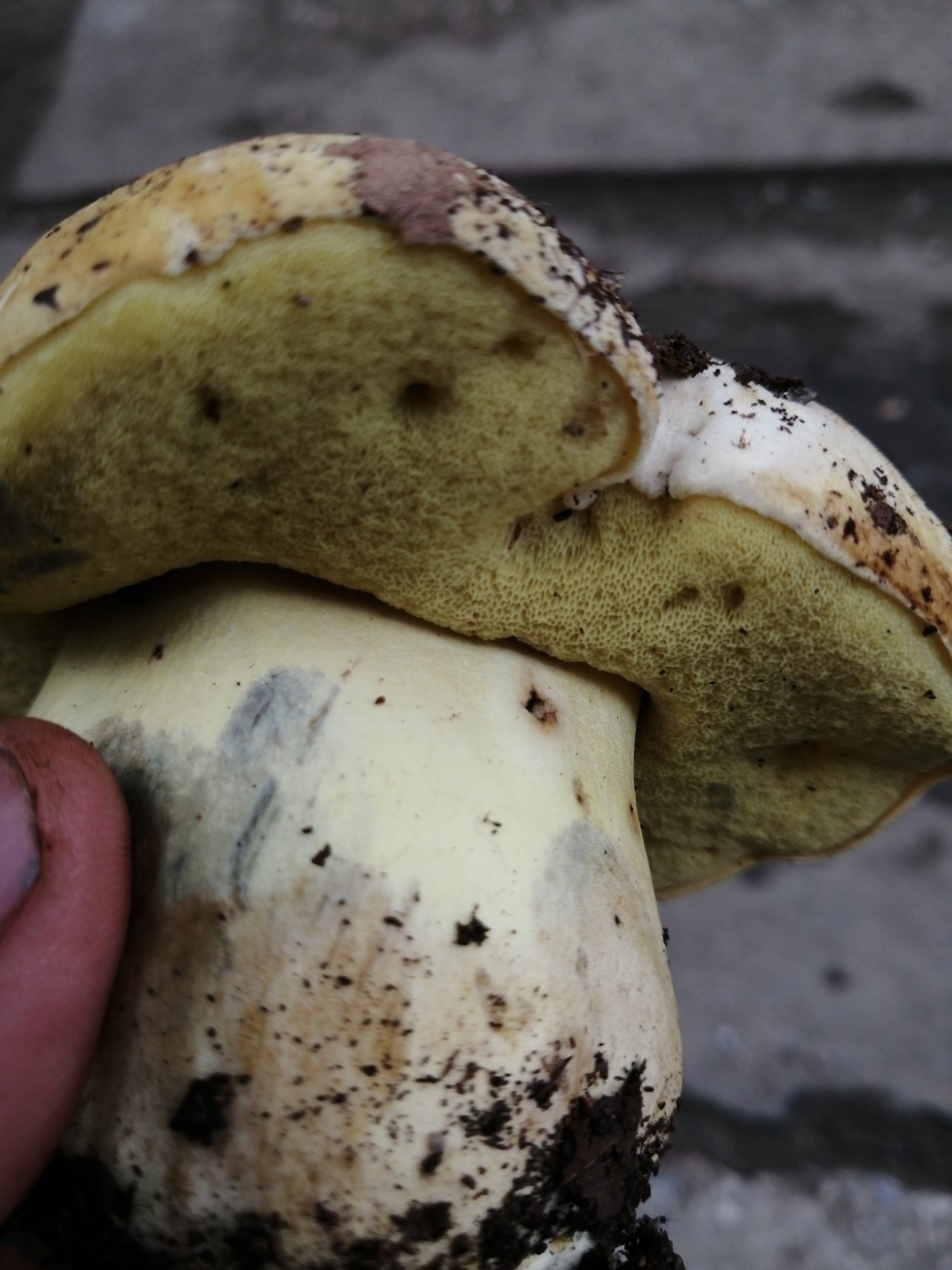 Гриб синеет на срезе