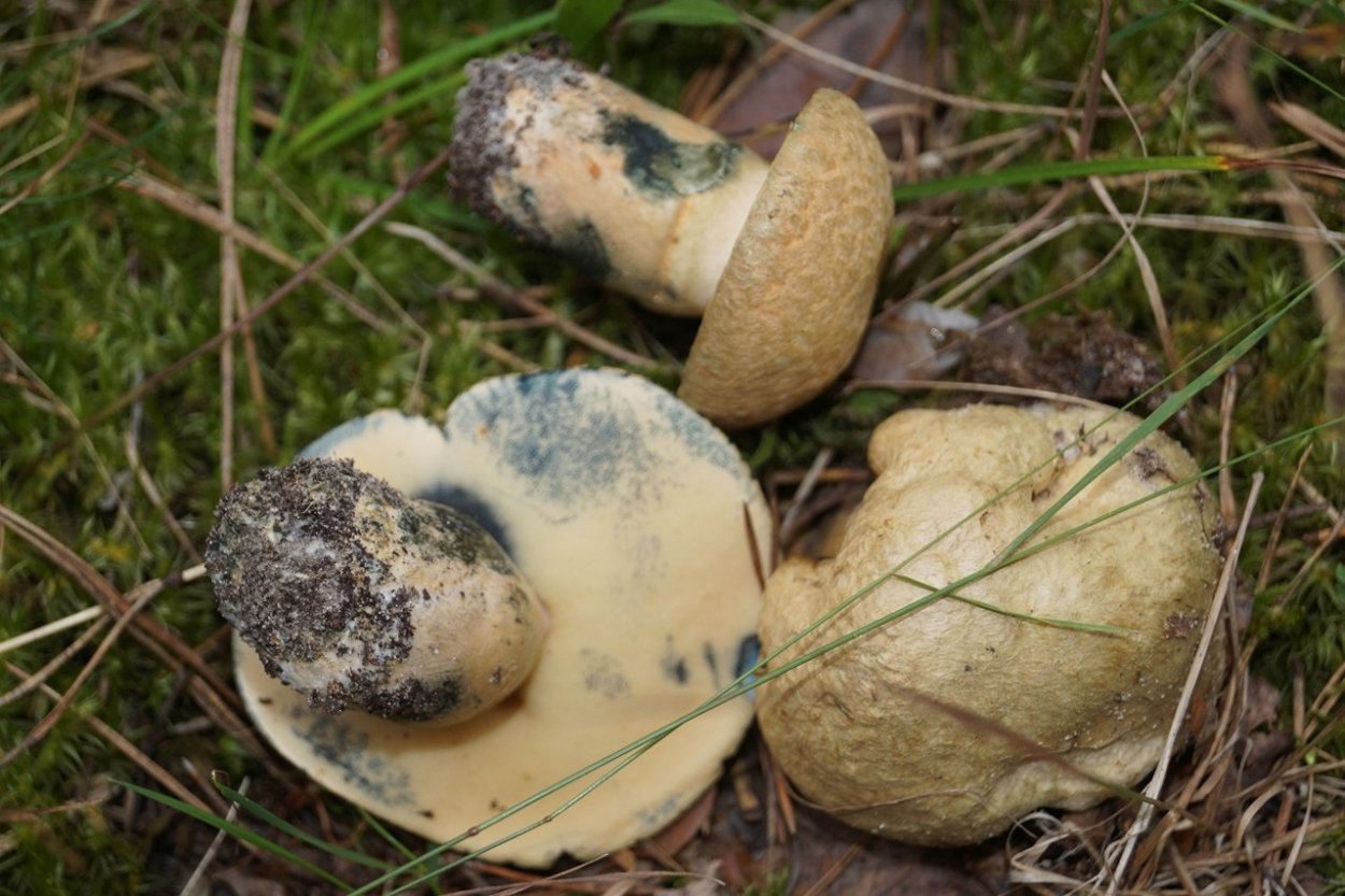 Боровик девичий (Boletus appendiculatus)
