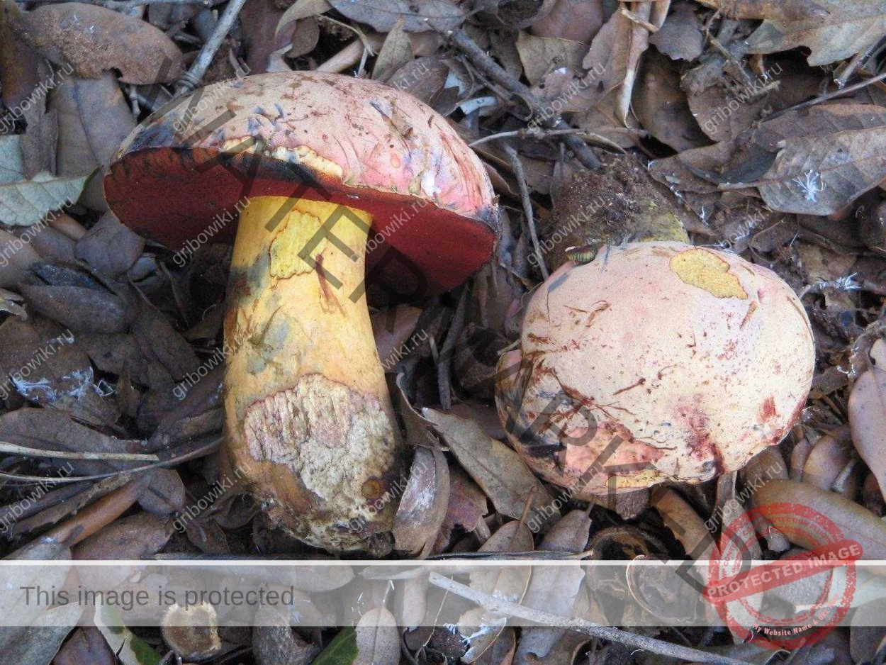 Гиропорус синеющий (Gyroporus cyanescens)