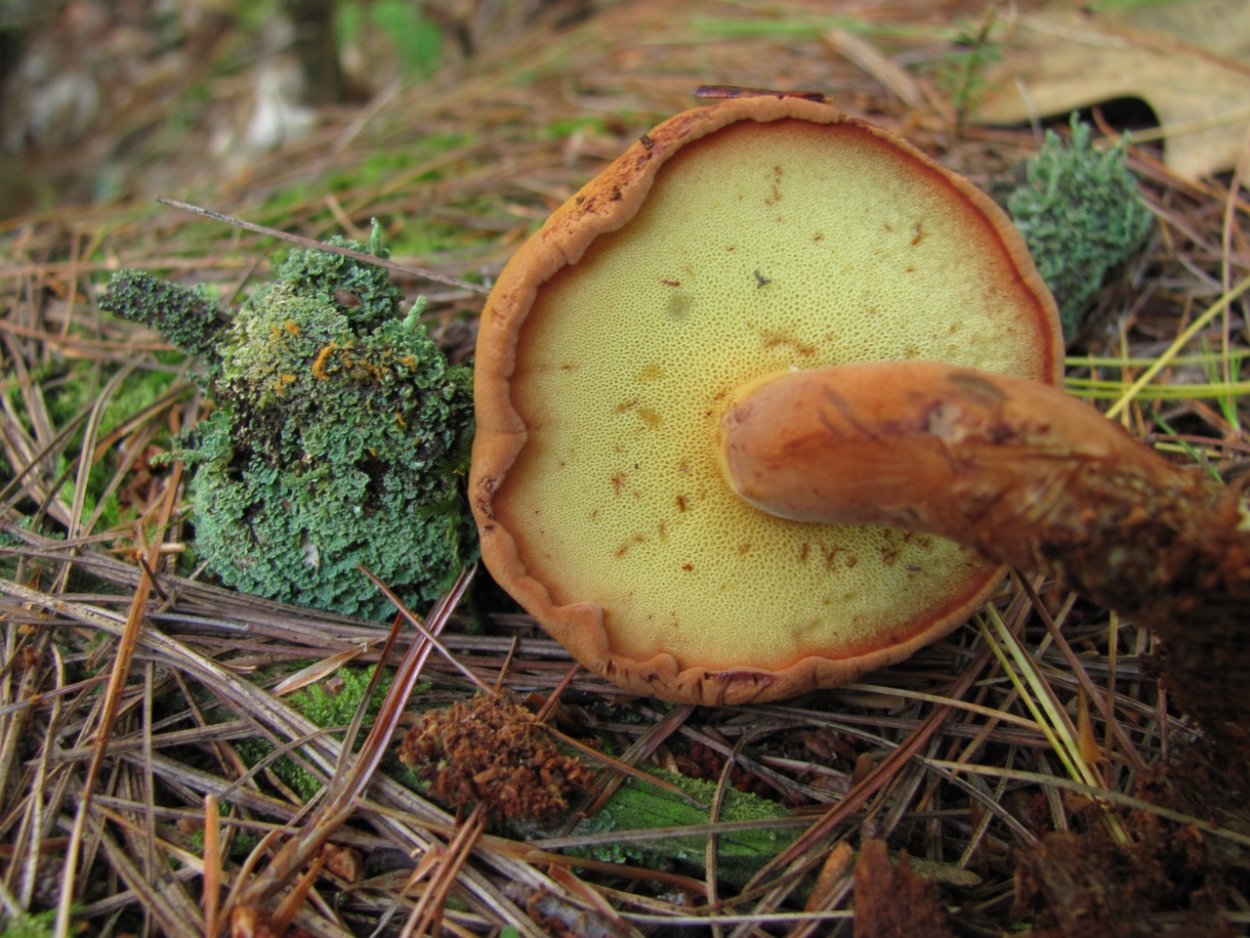 Гриб синеет на срезе