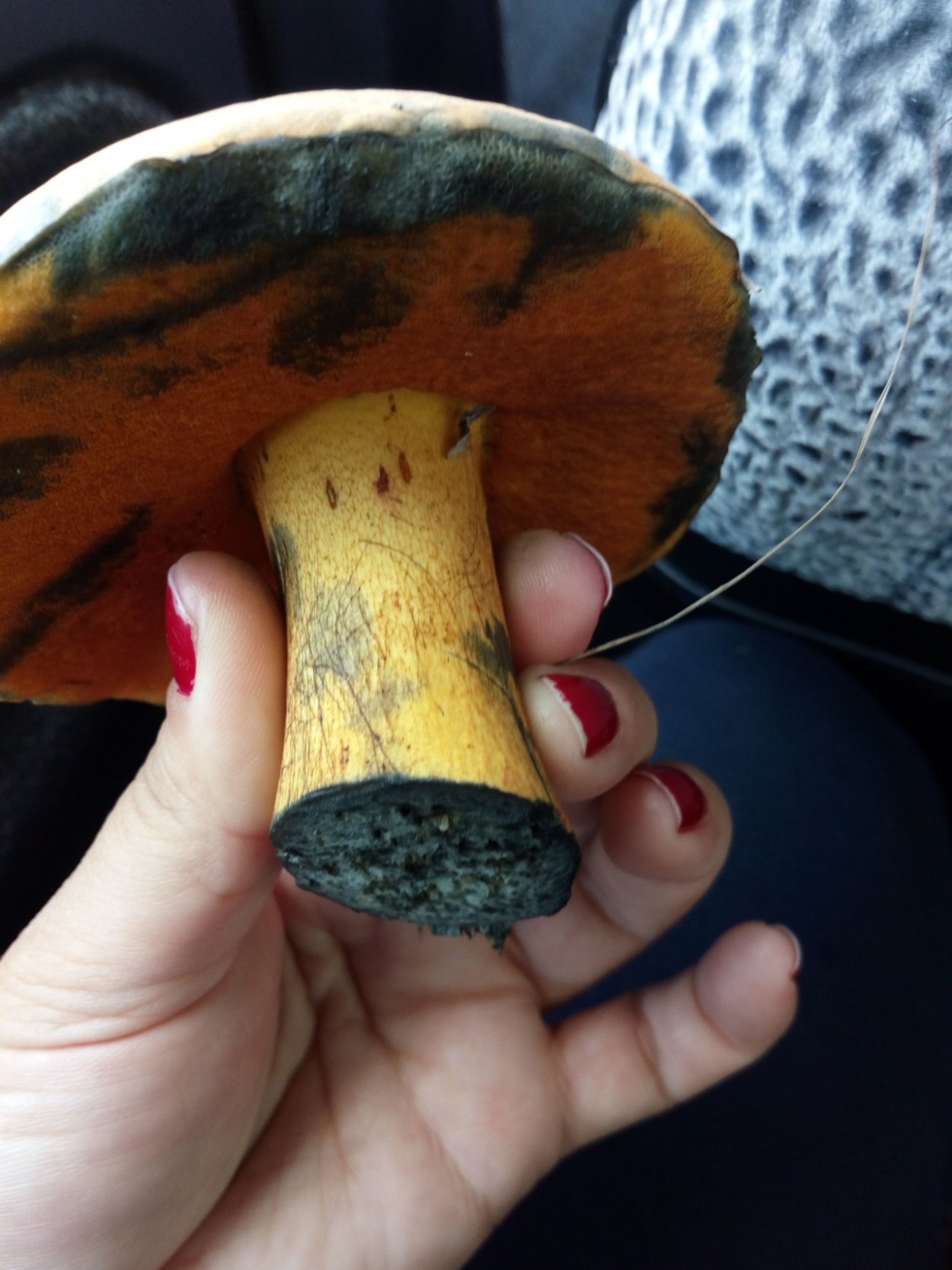 Моховик синеет