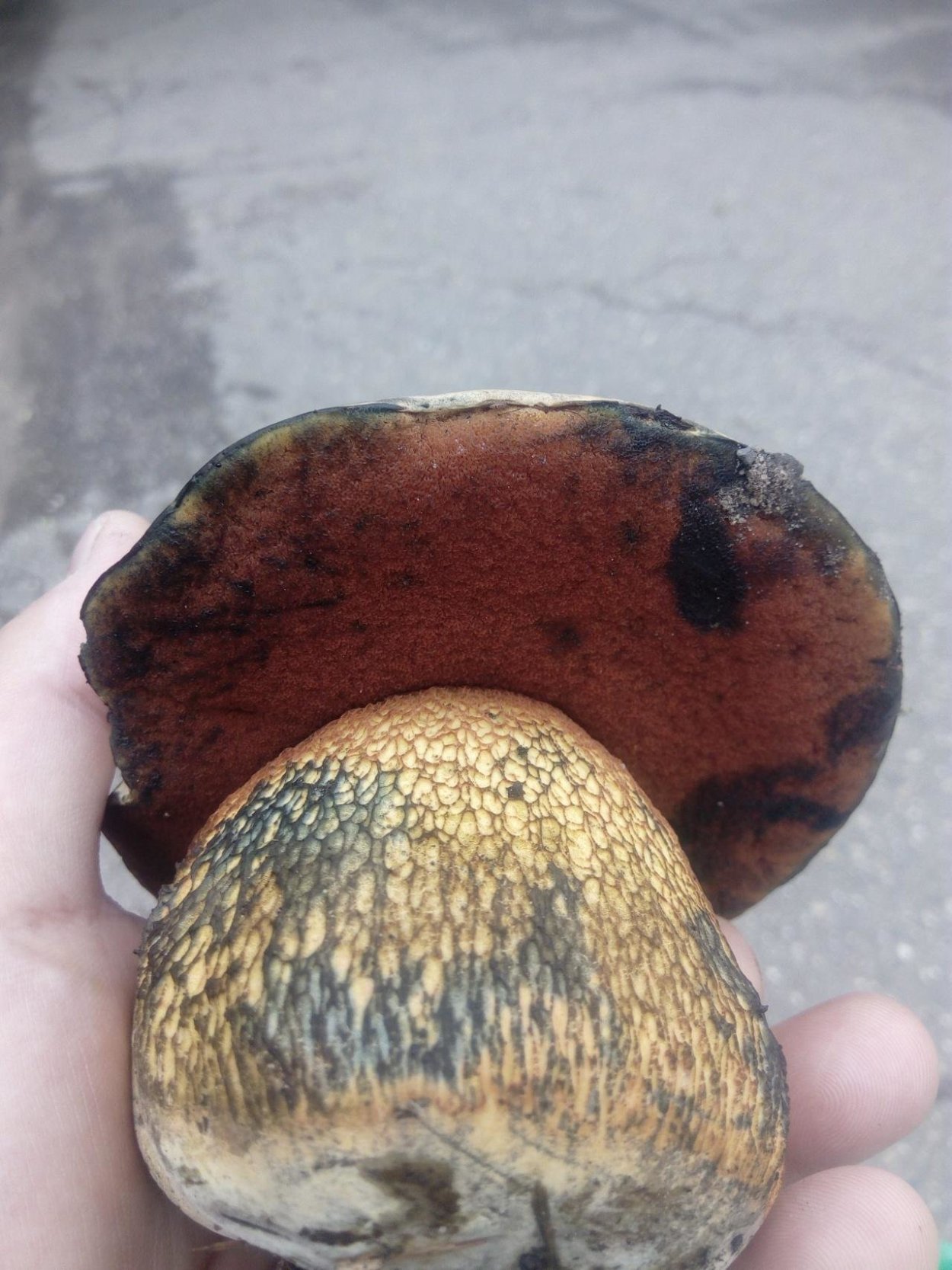 Гриб при срезе синеет