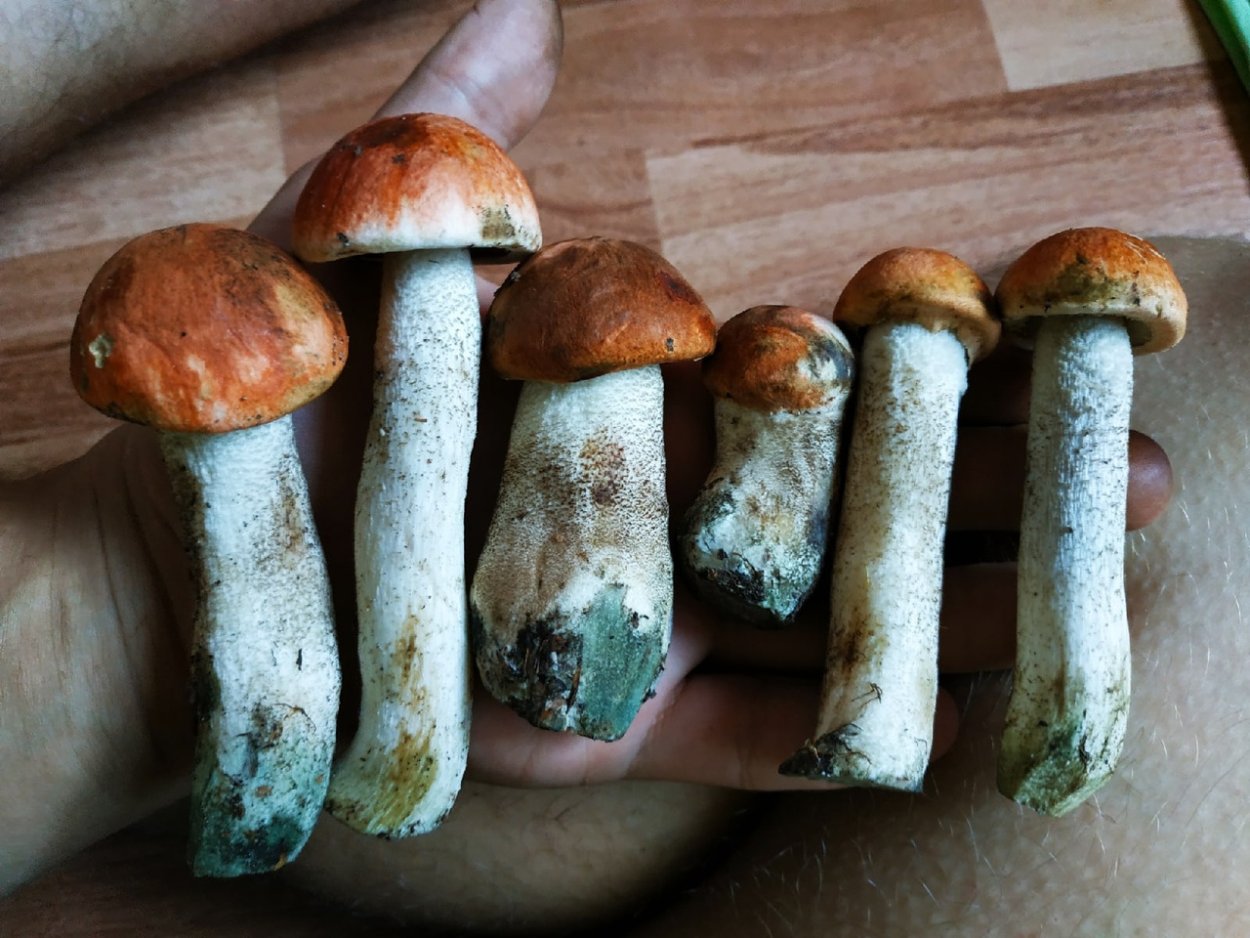 Ложный Боровик белый гриб