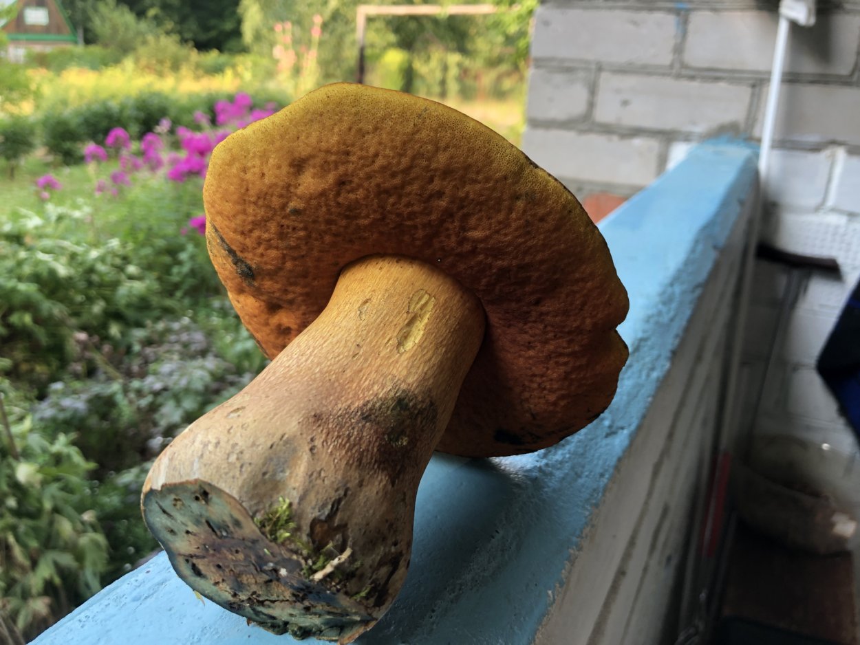 Гриб синяк Гиропорус