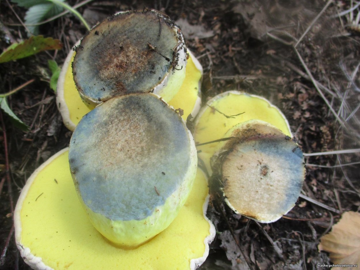 Гриб Болетус синеющий