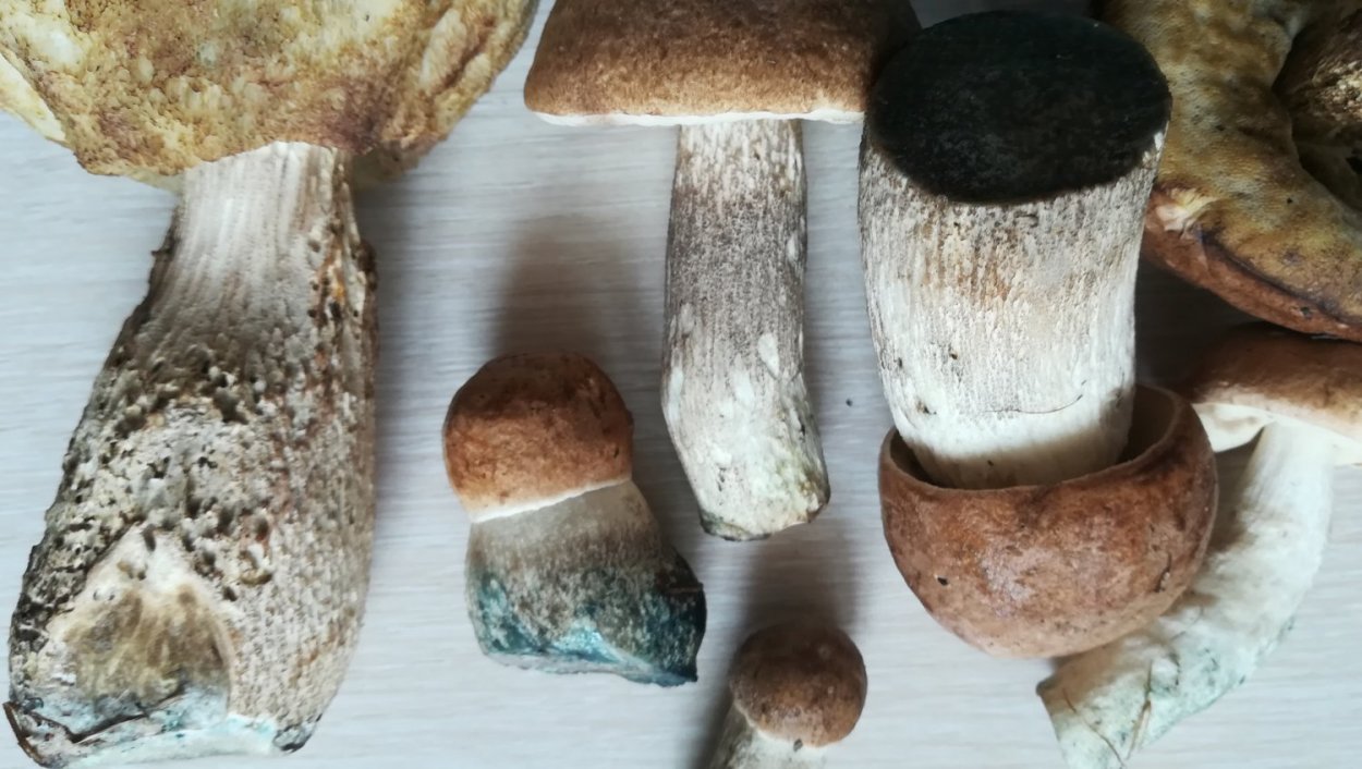 Боровик пластинчатый гриб