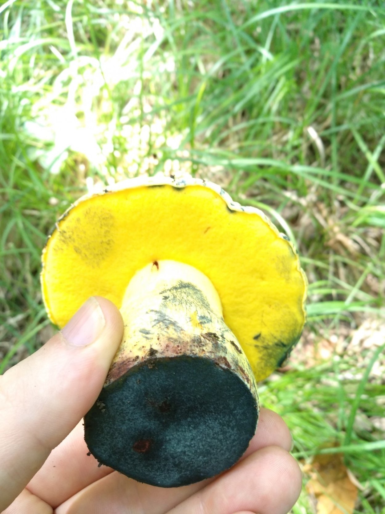 Гриб Болетус синеющий