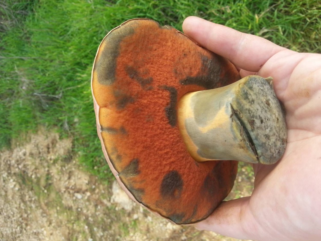 Гриб Гиропорус синеющий