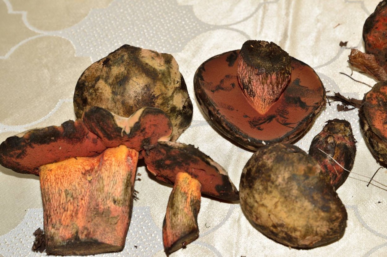 Гриб маховичок синеет?