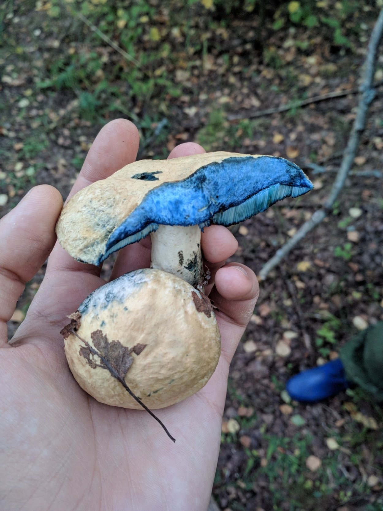 Боровик синеющий