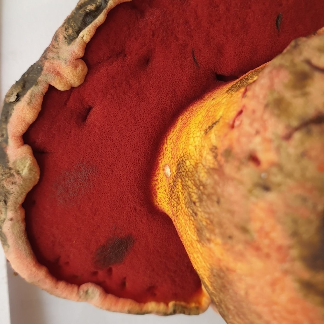 Моховик красный (Boletus rubellus)