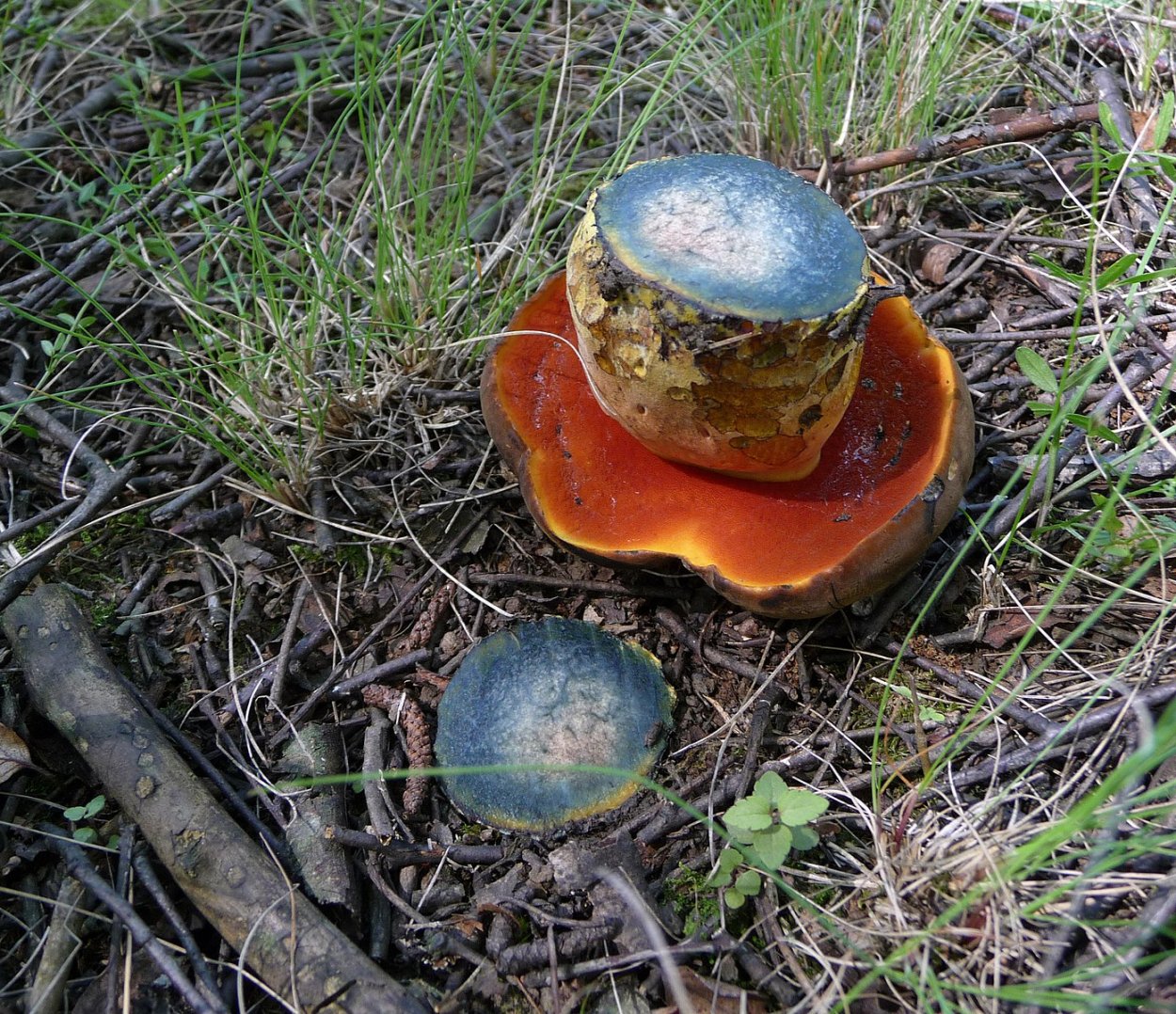 Синяк(Гиропорус синеющий) (Gyroporus cyanescens)