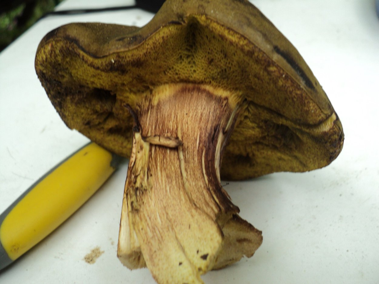 Боровик синеющий