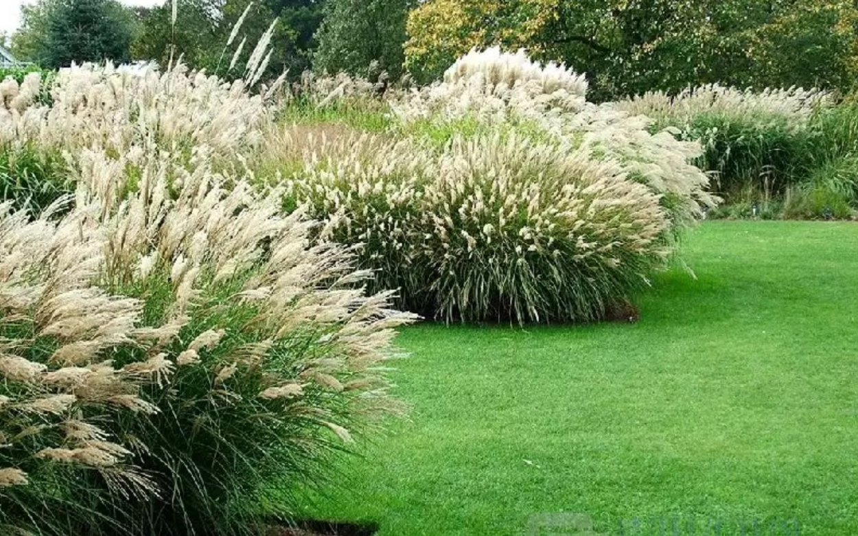 Серебристая декоративная трава для клумб
