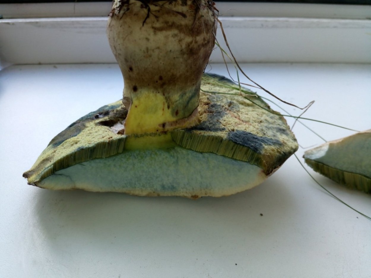 Гриб моховик синеет