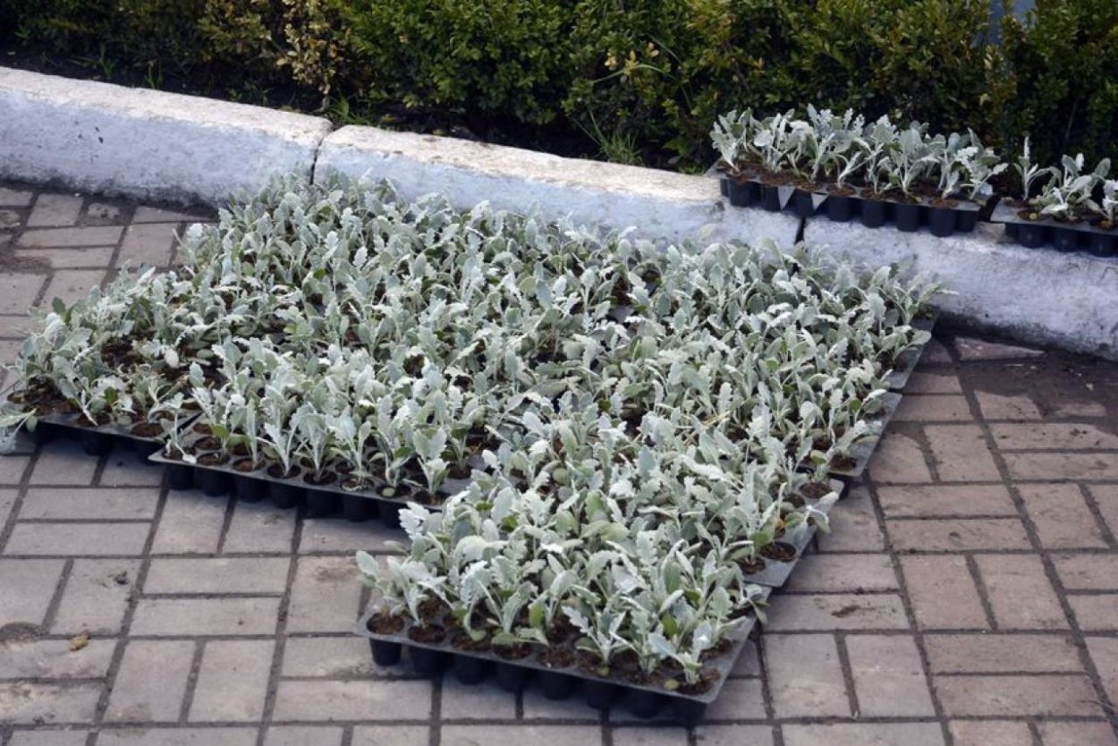 Овсяница фестука сизая