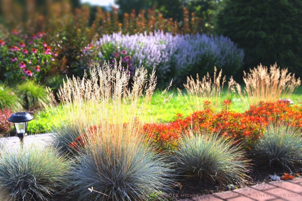 Полынь Шмидта Нана в ландшафте