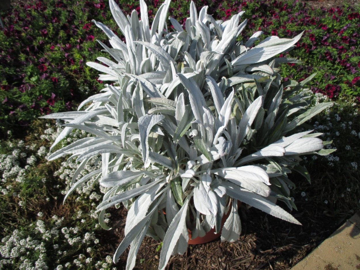 Цинерария Приморская серебряная