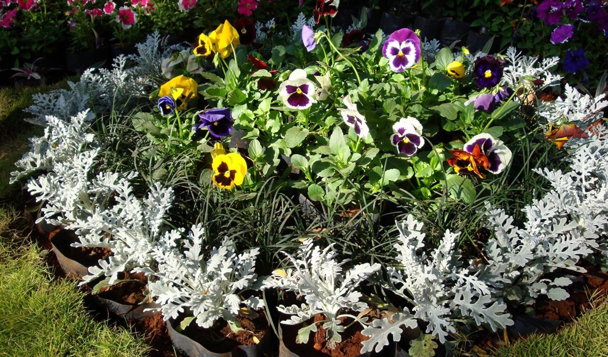 Полынь многолетняя низкорослая серебристая