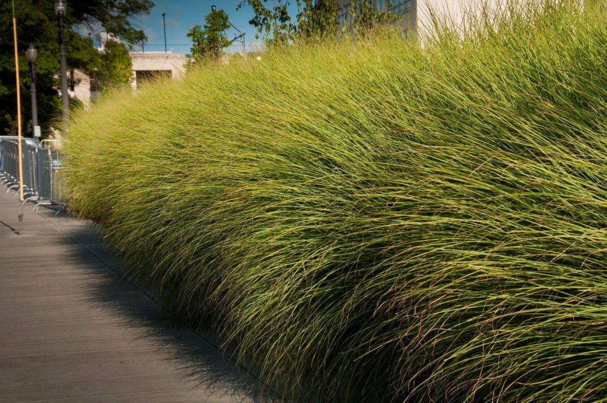 Мискантус китайский Вариегатус