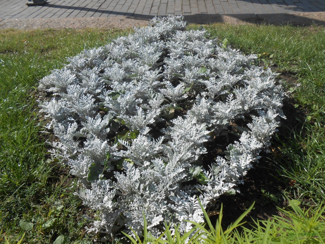 Цинерария Приморская (Senecio cineraria)