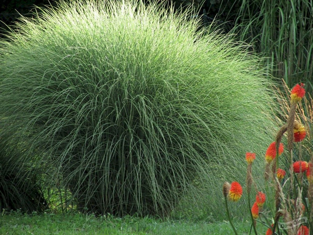 Цинерария схема посадки