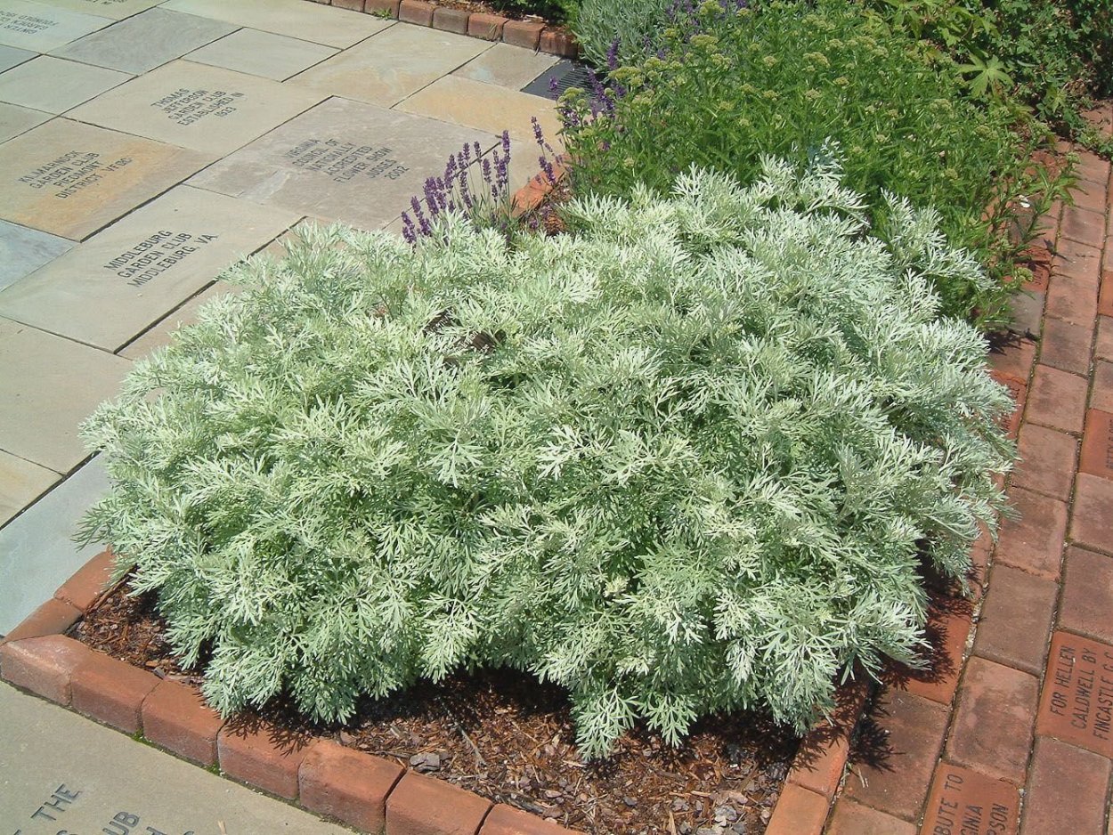 Стахис Белло Гриджио