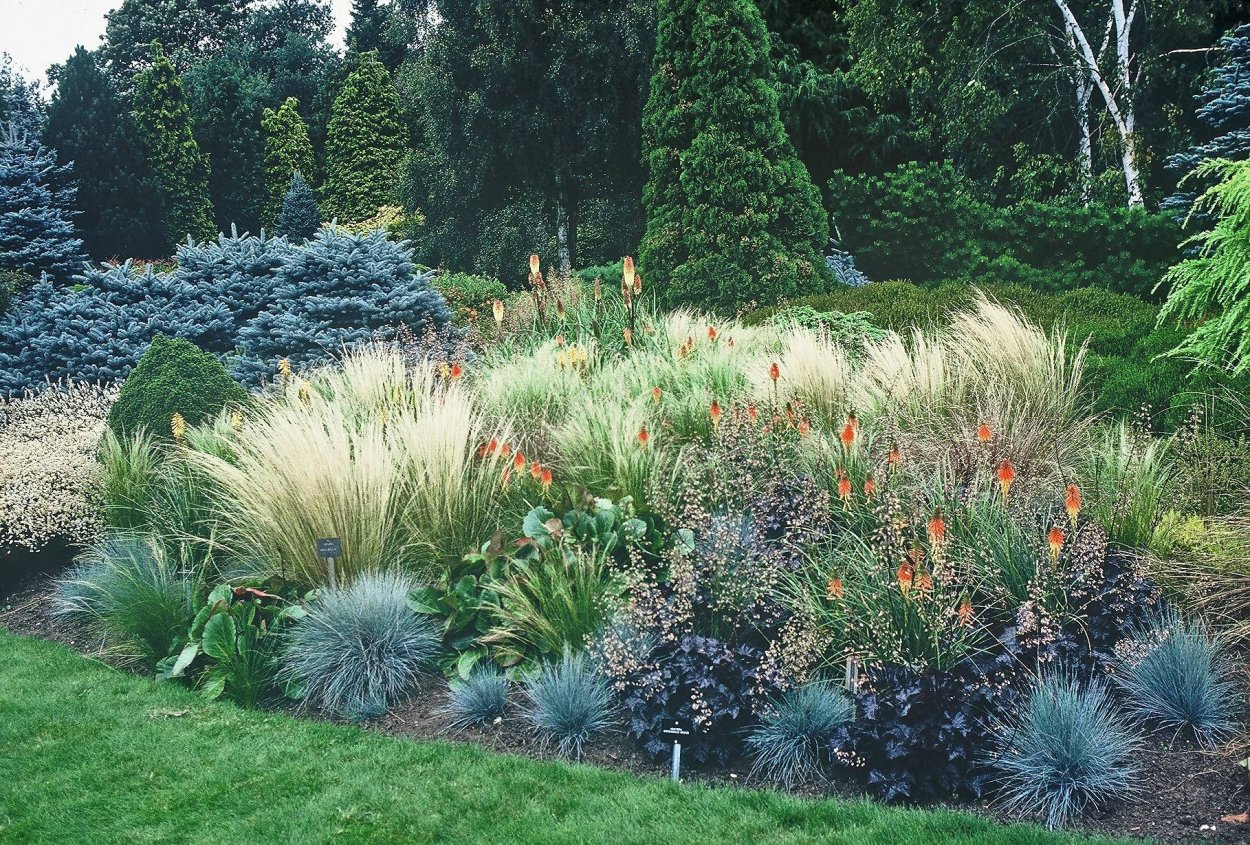 Мискантус сизый