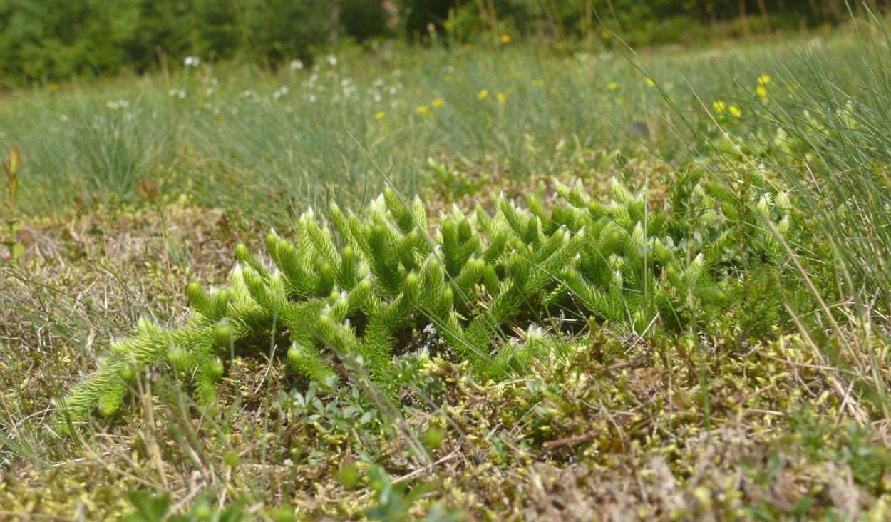 Плауна Lycopodium annotinum