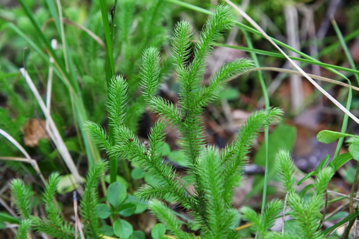 Колосок плауна