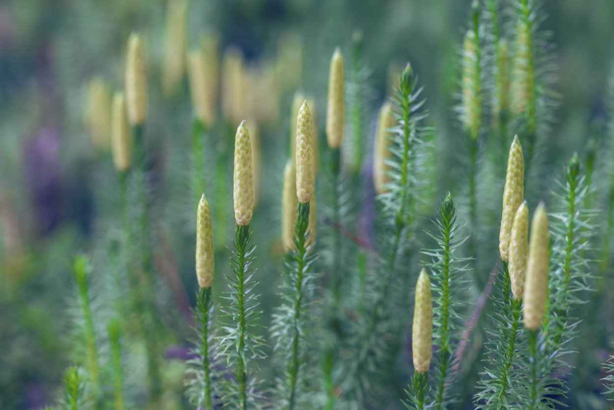 Плаун булавовидный (Lycopodium clavatum)