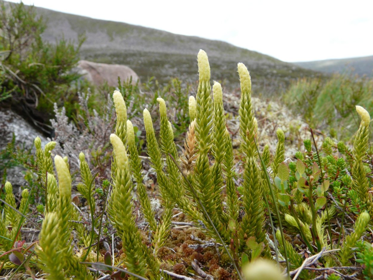 Ликоподий заросли