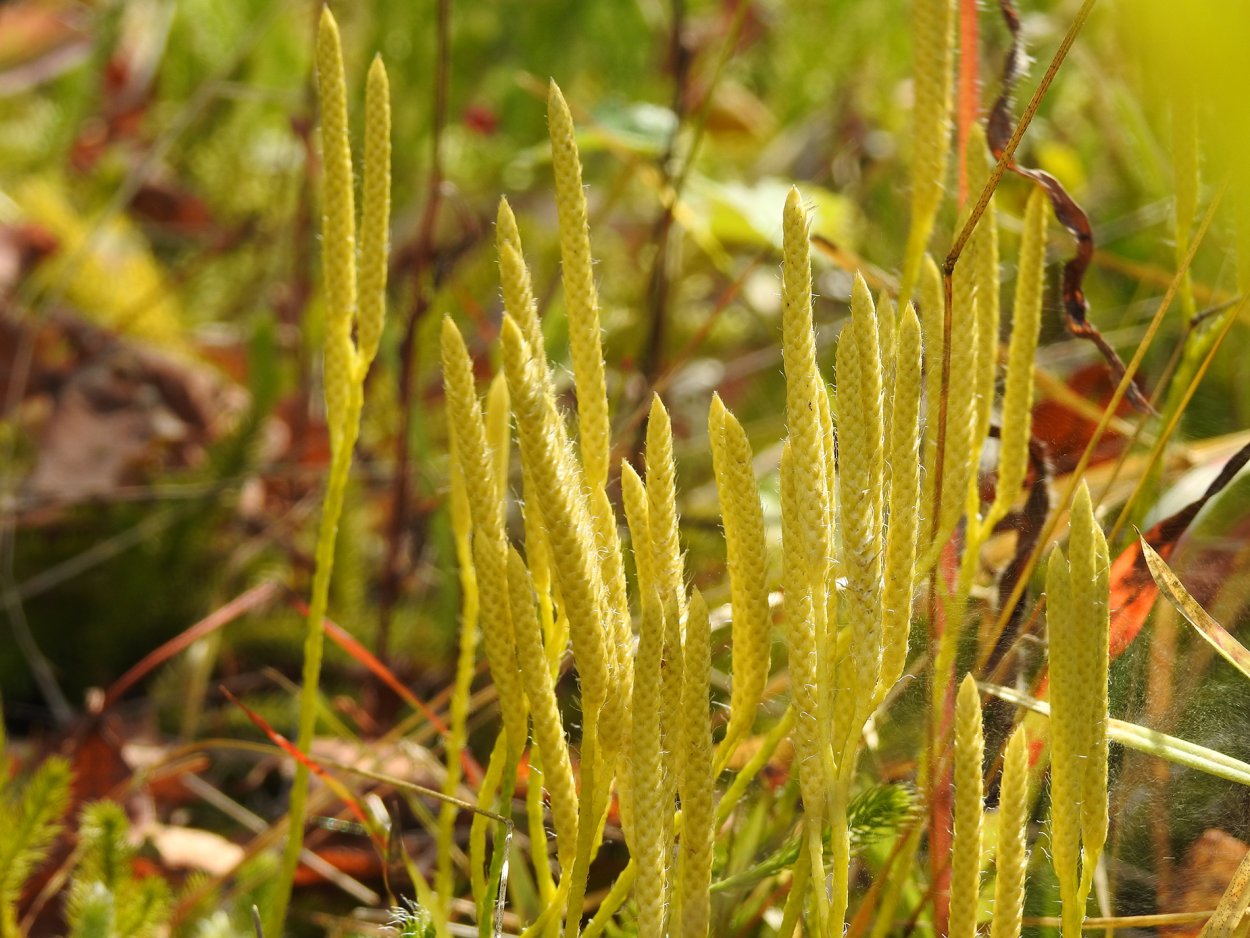 Плаун Дифазиаструм сплюснутый