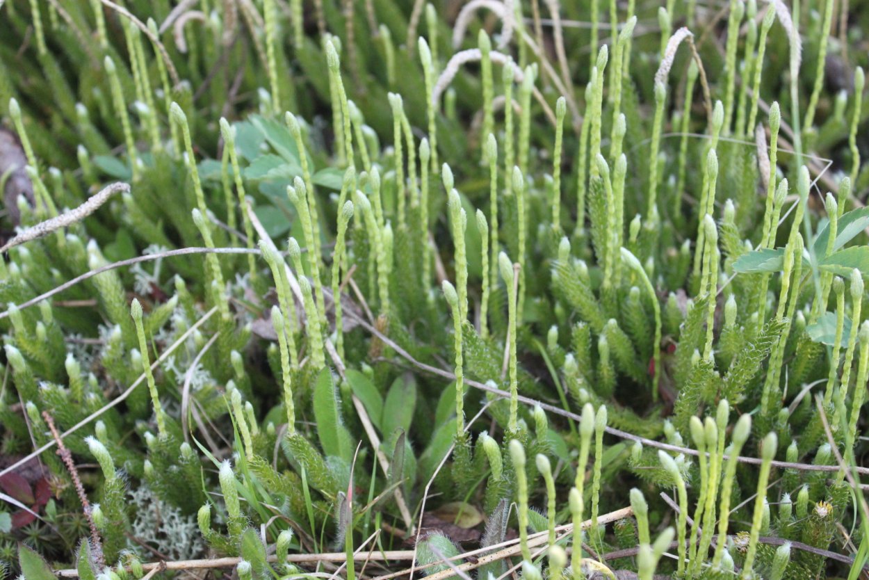 Плаун и сфагнум