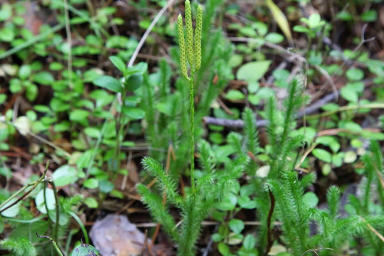 Плаун годичный (Lycopodium annotinum)