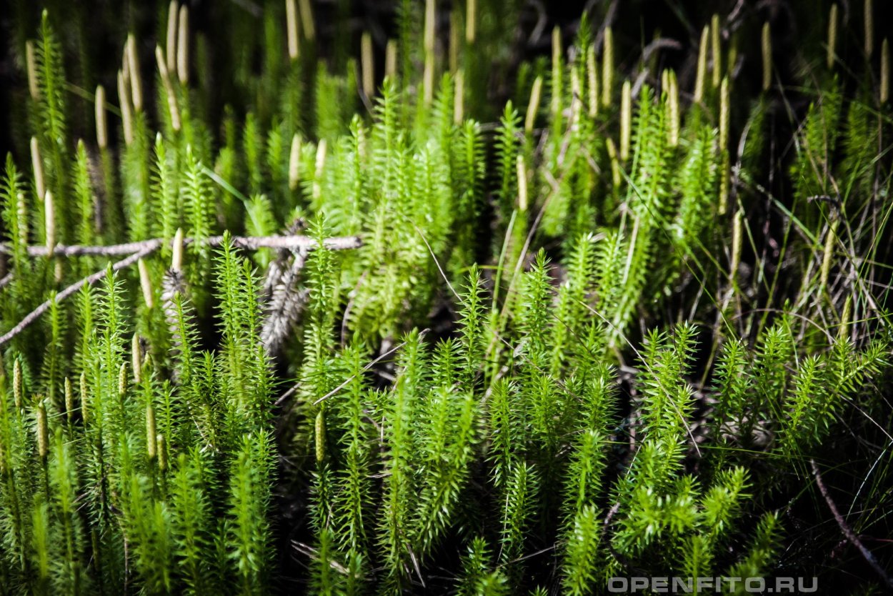 Плаун куропаточий