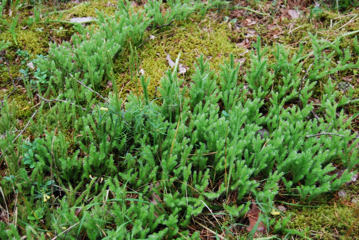 Плаун булавовидный