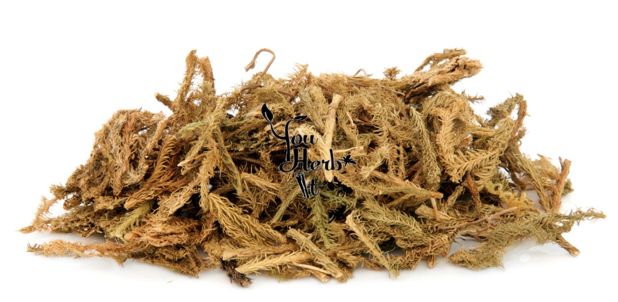 Плаун Баранец обыкновенный